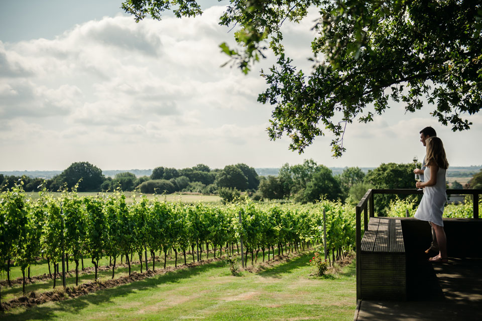 Gusbourne vineyard